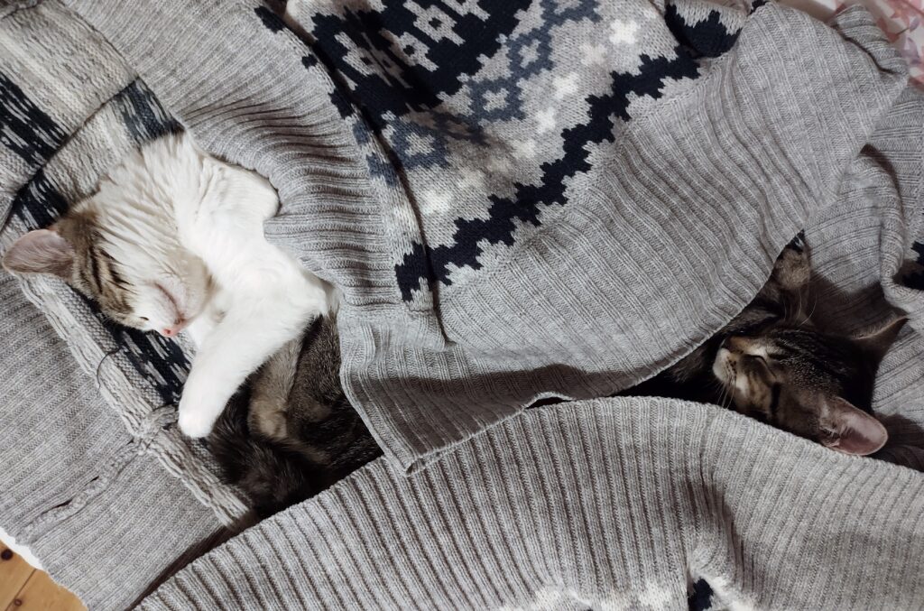 Dwa kociaki śpiące w wełnianym swetrze.